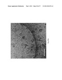 DOUBLY REDUCED PERYLENE-DIIMIDES AND SUPRAMOLECULAR POLYMERS DERIVED FROM PERYLENE-DIIMIDES diagram and image