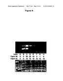 Chemically Modified Viral Capsids as Targeted Delivery Vectors for Diagnostic and Therapeutic Agents diagram and image