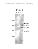 HUMAN IgM ANTIBODIES, AND DIAGNOSTIC AND THERAPEUTIC USES THEREOF PARTICULARLY IN THE CENTRAL NERVOUS SYSTEM diagram and image