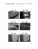 HUMAN IgM ANTIBODIES, AND DIAGNOSTIC AND THERAPEUTIC USES THEREOF PARTICULARLY IN THE CENTRAL NERVOUS SYSTEM diagram and image