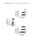 HUMAN IgM ANTIBODIES, AND DIAGNOSTIC AND THERAPEUTIC USES THEREOF PARTICULARLY IN THE CENTRAL NERVOUS SYSTEM diagram and image