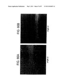 HUMAN IgM ANTIBODIES, AND DIAGNOSTIC AND THERAPEUTIC USES THEREOF PARTICULARLY IN THE CENTRAL NERVOUS SYSTEM diagram and image