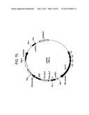 HUMAN IgM ANTIBODIES, AND DIAGNOSTIC AND THERAPEUTIC USES THEREOF PARTICULARLY IN THE CENTRAL NERVOUS SYSTEM diagram and image