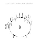 HUMAN IgM ANTIBODIES, AND DIAGNOSTIC AND THERAPEUTIC USES THEREOF PARTICULARLY IN THE CENTRAL NERVOUS SYSTEM diagram and image