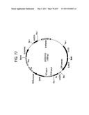 HUMAN IgM ANTIBODIES, AND DIAGNOSTIC AND THERAPEUTIC USES THEREOF PARTICULARLY IN THE CENTRAL NERVOUS SYSTEM diagram and image