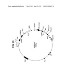 HUMAN IgM ANTIBODIES, AND DIAGNOSTIC AND THERAPEUTIC USES THEREOF PARTICULARLY IN THE CENTRAL NERVOUS SYSTEM diagram and image