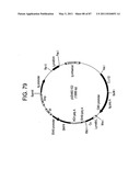 HUMAN IgM ANTIBODIES, AND DIAGNOSTIC AND THERAPEUTIC USES THEREOF PARTICULARLY IN THE CENTRAL NERVOUS SYSTEM diagram and image