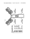 DIMERIC MOLECULAR COMPLEXES diagram and image