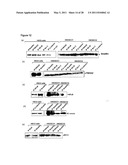 Biomarkers for Head-And-Neck Cancers and Precancers diagram and image