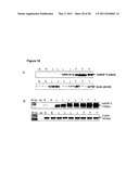 Biomarkers for Head-And-Neck Cancers and Precancers diagram and image