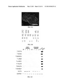 EPISOMAL REPROGRAMMING WITH CHEMICALS diagram and image