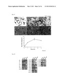 Human Hepatic Stem Cell, Method for Preparation of the Same, Method for Induction of Differentiation of the Same, and Method for Utilization of the Same diagram and image