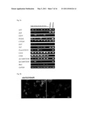 Human Hepatic Stem Cell, Method for Preparation of the Same, Method for Induction of Differentiation of the Same, and Method for Utilization of the Same diagram and image