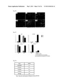 Human Hepatic Stem Cell, Method for Preparation of the Same, Method for Induction of Differentiation of the Same, and Method for Utilization of the Same diagram and image