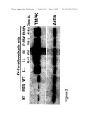 THYMIDYLATE KINASE FUSIONS AND USES THEREOF diagram and image