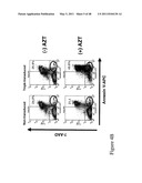 THYMIDYLATE KINASE FUSIONS AND USES THEREOF diagram and image