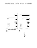 THYMIDYLATE KINASE FUSIONS AND USES THEREOF diagram and image