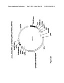 THYMIDYLATE KINASE FUSIONS AND USES THEREOF diagram and image