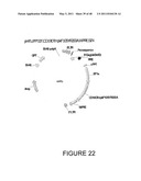 THYMIDYLATE KINASE FUSIONS AND USES THEREOF diagram and image