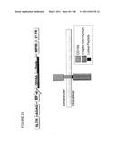 THYMIDYLATE KINASE FUSIONS AND USES THEREOF diagram and image