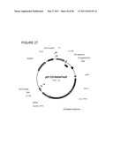 THYMIDYLATE KINASE FUSIONS AND USES THEREOF diagram and image