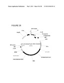 THYMIDYLATE KINASE FUSIONS AND USES THEREOF diagram and image