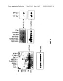 ANTI-APOPTOTIC GENE SCC-S2 AND DIAGNOSTIC AND THERAPEUTIC USES THEREOF diagram and image