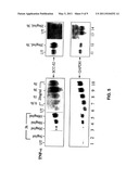 ANTI-APOPTOTIC GENE SCC-S2 AND DIAGNOSTIC AND THERAPEUTIC USES THEREOF diagram and image