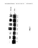 ANTI-APOPTOTIC GENE SCC-S2 AND DIAGNOSTIC AND THERAPEUTIC USES THEREOF diagram and image