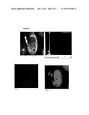 PROCESS FOR THE MANUFACTURE OF A PHARMACEUTICAL PRODUCT diagram and image