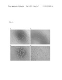 PHARMACEUTICAL COMPOSITIONS CONTAINING THE ENZYME CYPROSIN, AN ASPARTIC PEPTIDASE FROM CYNARA CARDUNCULUS AND ITS INCLUSION IN ANTITUMOUR FORMULATIONS diagram and image