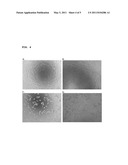 PHARMACEUTICAL COMPOSITIONS CONTAINING THE ENZYME CYPROSIN, AN ASPARTIC PEPTIDASE FROM CYNARA CARDUNCULUS AND ITS INCLUSION IN ANTITUMOUR FORMULATIONS diagram and image