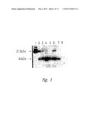 Methods and Compositions for Diagnosing Carcinomas diagram and image