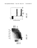 HYBRIDIZATION CHAIN REACTION AMPLIFICATION FOR IN SITU IMAGING diagram and image