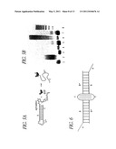 HYBRIDIZATION CHAIN REACTION AMPLIFICATION FOR IN SITU IMAGING diagram and image