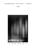 HYBRIDIZATION CHAIN REACTION AMPLIFICATION FOR IN SITU IMAGING diagram and image