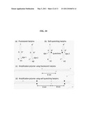 HYBRIDIZATION CHAIN REACTION AMPLIFICATION FOR IN SITU IMAGING diagram and image