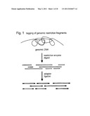 SELECTIVE RESTRICTION FRAGMENT AMPLIFICATION: FINGERPRINTING diagram and image