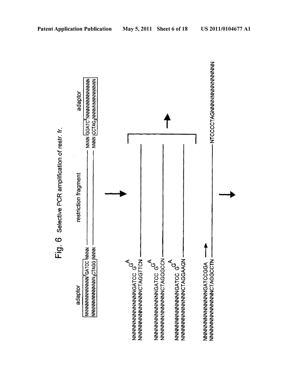 SELECTIVE RESTRICTION FRAGMENT AMPLIFICATION: FINGERPRINTING - diagram, schematic, and image 07