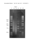 SELECTIVE RESTRICTION FRAGMENT AMPLIFICATION: FINGERPRINTING diagram and image