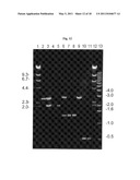 SELECTIVE RESTRICTION FRAGMENT AMPLIFICATION: FINGERPRINTING diagram and image