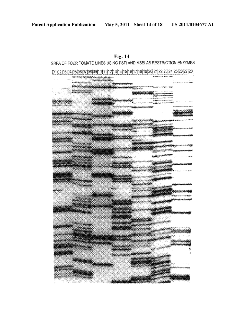 SELECTIVE RESTRICTION FRAGMENT AMPLIFICATION: FINGERPRINTING - diagram, schematic, and image 15