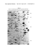 SELECTIVE RESTRICTION FRAGMENT AMPLIFICATION: FINGERPRINTING diagram and image