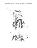 CONSTRUCTION OF EXPRESSION SYSTEM FOR RNA POLYMERASE DERIVED FROM INFLUENZA VIRUS, CRYSTALLIZATION OF THE RNA POLYMERASE, AND SCREENING METHOD FOR ANTI-INFLUENZA AGENT diagram and image