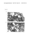 CONSTRUCTION OF EXPRESSION SYSTEM FOR RNA POLYMERASE DERIVED FROM INFLUENZA VIRUS, CRYSTALLIZATION OF THE RNA POLYMERASE, AND SCREENING METHOD FOR ANTI-INFLUENZA AGENT diagram and image