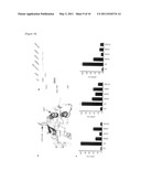 CONSTRUCTION OF EXPRESSION SYSTEM FOR RNA POLYMERASE DERIVED FROM INFLUENZA VIRUS, CRYSTALLIZATION OF THE RNA POLYMERASE, AND SCREENING METHOD FOR ANTI-INFLUENZA AGENT diagram and image