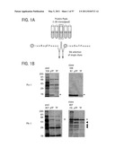 PRODUCTS AND PROCESSES FOR MODULATING PEPTIDE-PEPTIDE BINDING DOMAIN INTERACTIONS diagram and image