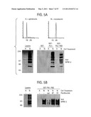 PRODUCTS AND PROCESSES FOR MODULATING PEPTIDE-PEPTIDE BINDING DOMAIN INTERACTIONS diagram and image