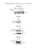 PRODUCTS AND PROCESSES FOR MODULATING PEPTIDE-PEPTIDE BINDING DOMAIN INTERACTIONS diagram and image