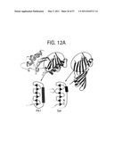 PRODUCTS AND PROCESSES FOR MODULATING PEPTIDE-PEPTIDE BINDING DOMAIN INTERACTIONS diagram and image